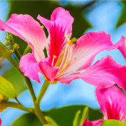 紫荆璀璨耀香江