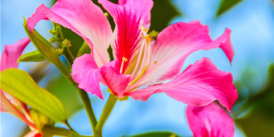 紫荆璀璨耀香江