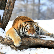 一首〈為虎請命〉詩的故事