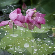 俯仰三首（外五首）