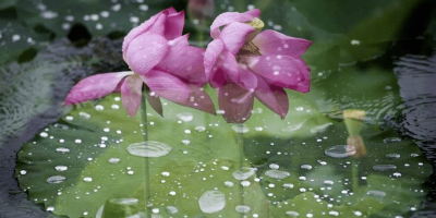 俯仰三首（外五首）