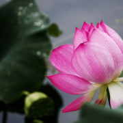 賦別吳教授相洲先生（外三首）