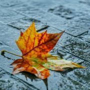 雨中見落葉（外四首）