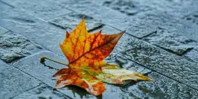 雨中見落葉（外四首）