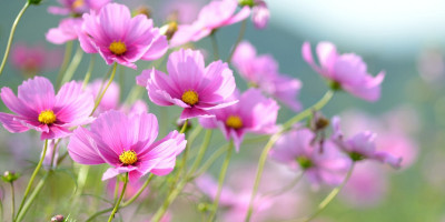 阿里格桑花——記西安醫學院第一附屬醫院評審辦主任邵小莉（下）