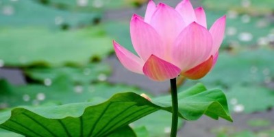 荷花、桂花、杜鵑花、梅花（詩詞四首）