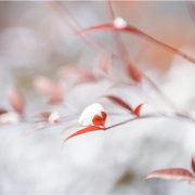 冬天到了，我還在懷念秋天（外一首）