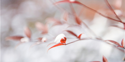 冬天到了，我還在懷念秋天（外一首）