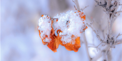 《香港作家》網絡版第十八期（2022年12月號）徵稿