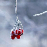 冬思悠悠訴衷情