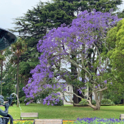 寂寞「紫園」、魂斷異鄉