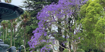 寂寞「紫園」、魂斷異鄉