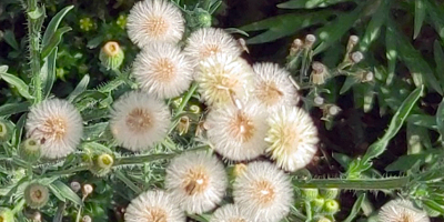 飛蓬草（外一篇）