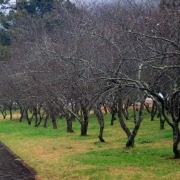 枯櫻帶雨（外三首）