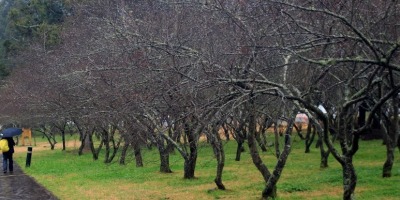 枯櫻帶雨（外三首）