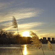冬陽（外一首）