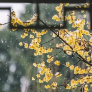 編後語：冬日幽情