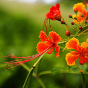 鳳凰花二○一六