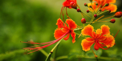 鳳凰花二○一六