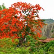 新春初一即興賀年詩