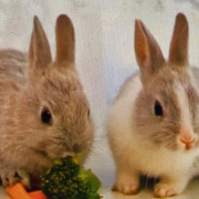 兔故事的神秘色彩