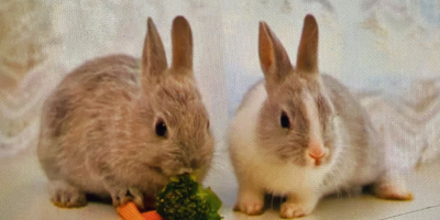 兔故事的神秘色彩