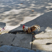 路邊的雞，與坐摩托車的狗