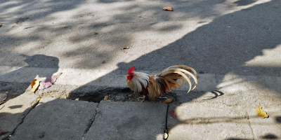 路邊的雞，與坐摩托車的狗