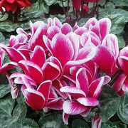 兔年花語（二章）