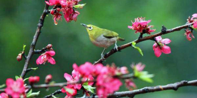 春天可以不走嗎