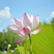 偕妻女植物園看荷（外三首）