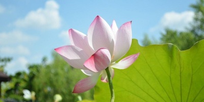 偕妻女植物園看荷（外三首）