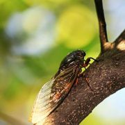 聽蟬（外一首）