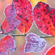 歲晚紀事（外二首）