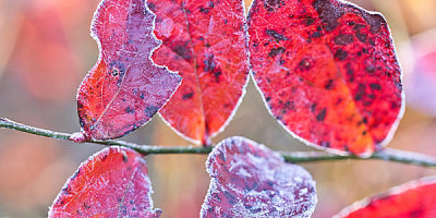 歲晚紀事（外二首）