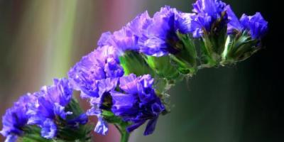 毋忘我──清懷詩頁