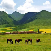 西藏、草原駿馬