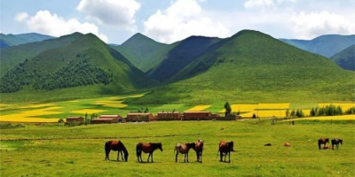 西藏、草原駿馬