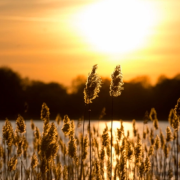 鄉思──海燕，飛吧！