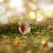 卷首語：青春的杯中山脈漫出時間