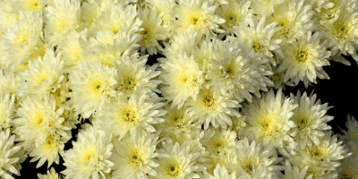 敬悼鄺健行老師