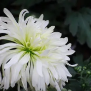 敬悼鄺健行老師四首