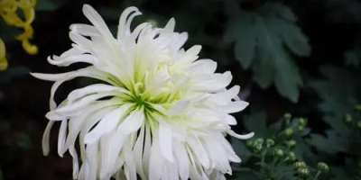 敬悼鄺健行老師四首