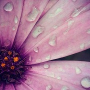 癸卯立夏驚聞鄺健行教授歸道山