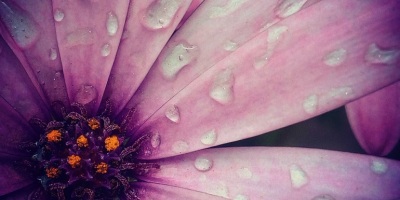 癸卯立夏驚聞鄺健行教授歸道山