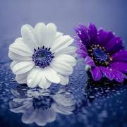 敬輓鄺老師健行教授聯