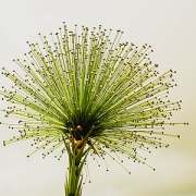 丙申歲、為失明人佛教會街頭售旗歸賦此