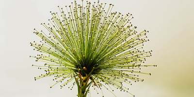 丙申歲、為失明人佛教會街頭售旗歸賦此