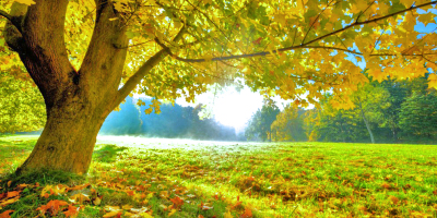 起風了，家鄉的葉子落了未