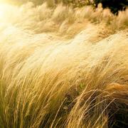 風雨中見茅草（外一首）
